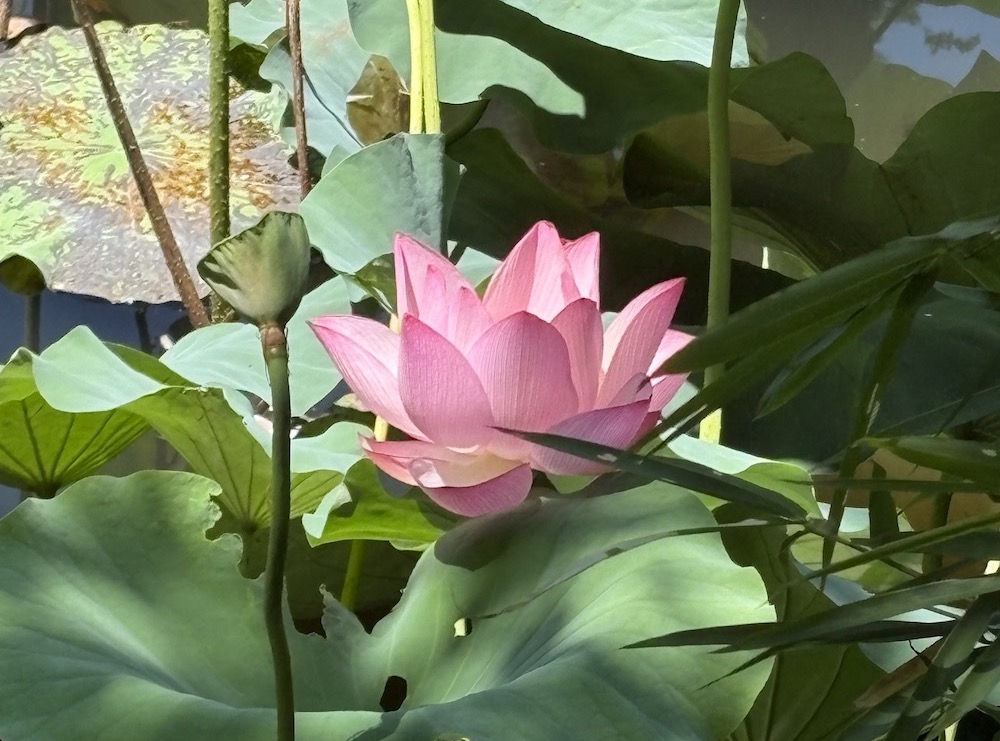lotus water cropped