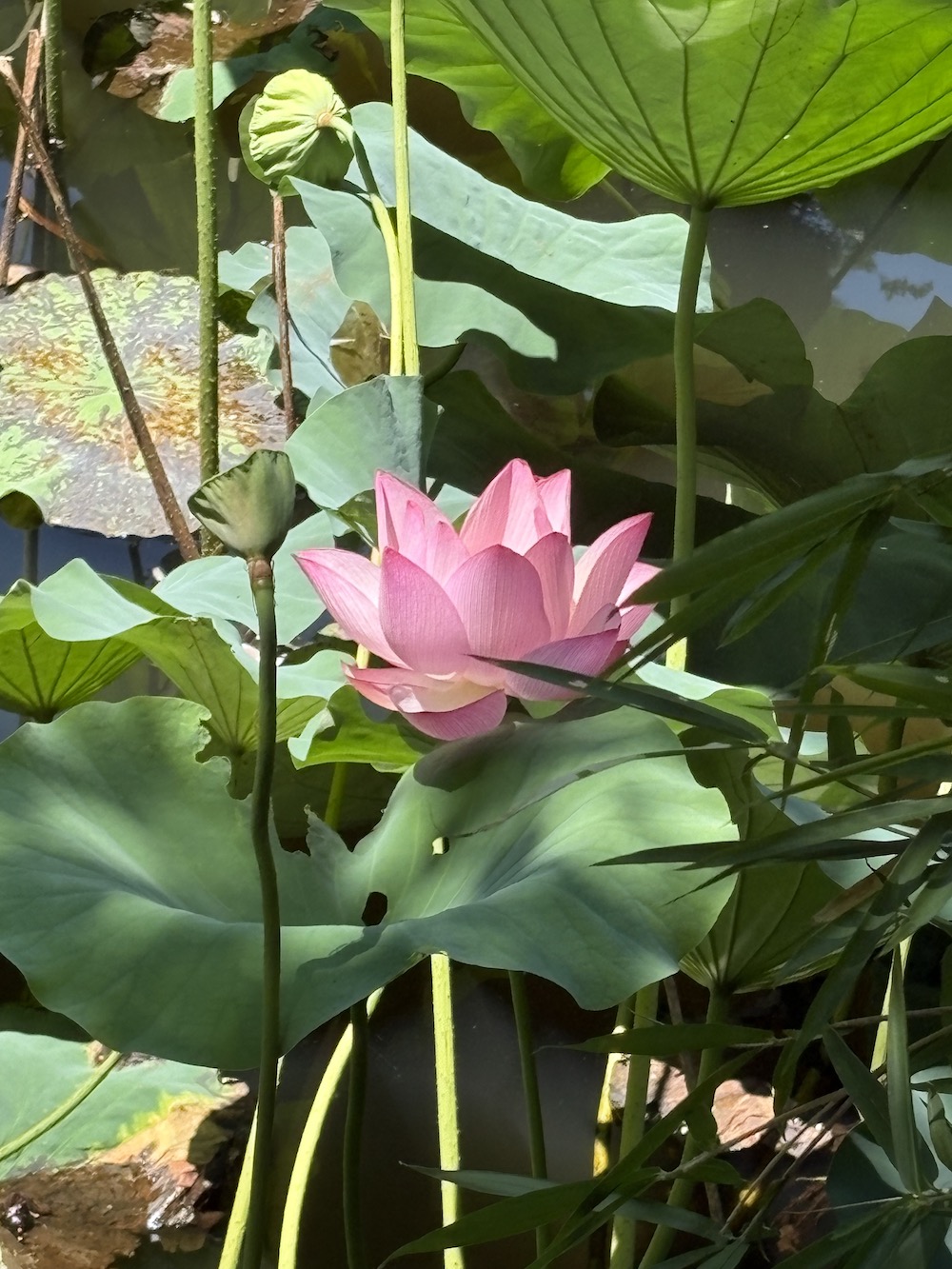 lotus water