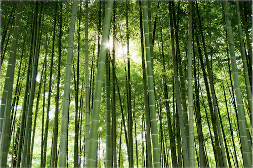 joychi qigong gratis oefeningen bamboe