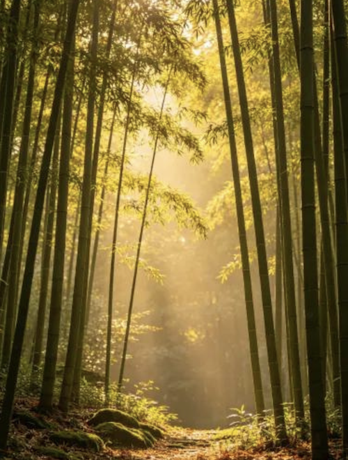 joychi qigong - online trainingen copy