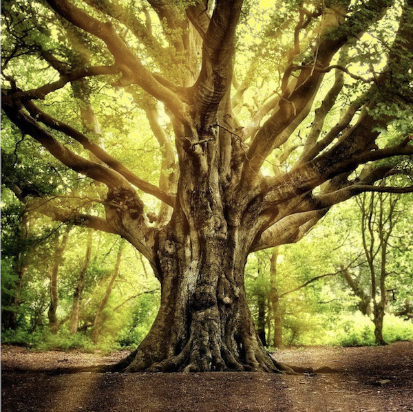 joychi qigong - rust en verbinding